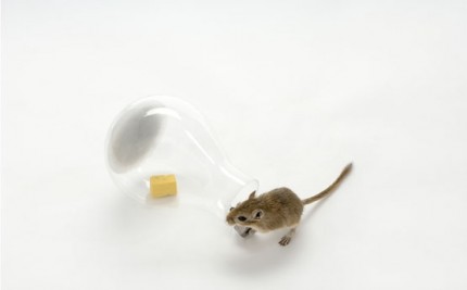 36_mouse-8_v2